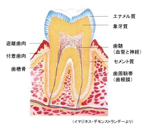 歯の構造