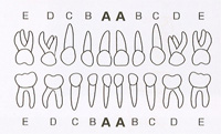 乳歯列表