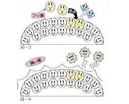 フッ素のはたらき②